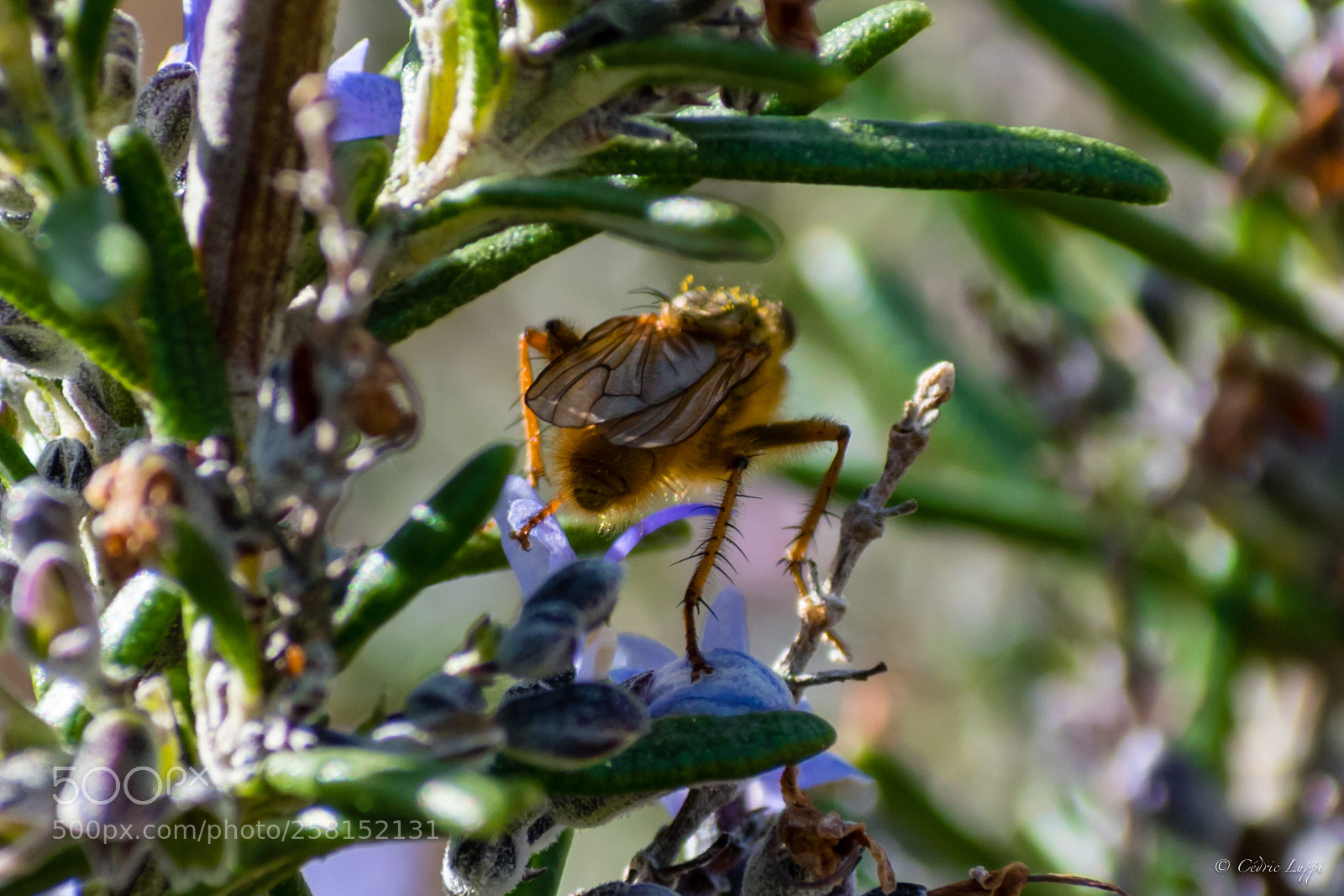 Nikon D5500 sample photo. Tachinaire sauvage photography