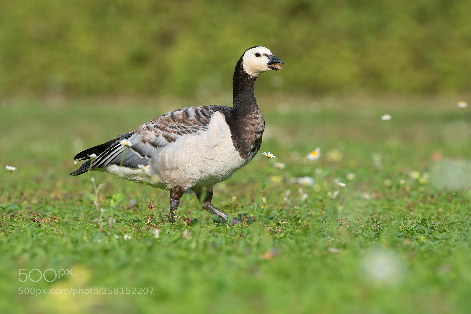 Nikon D810 sample photo. Barnacle goose photography
