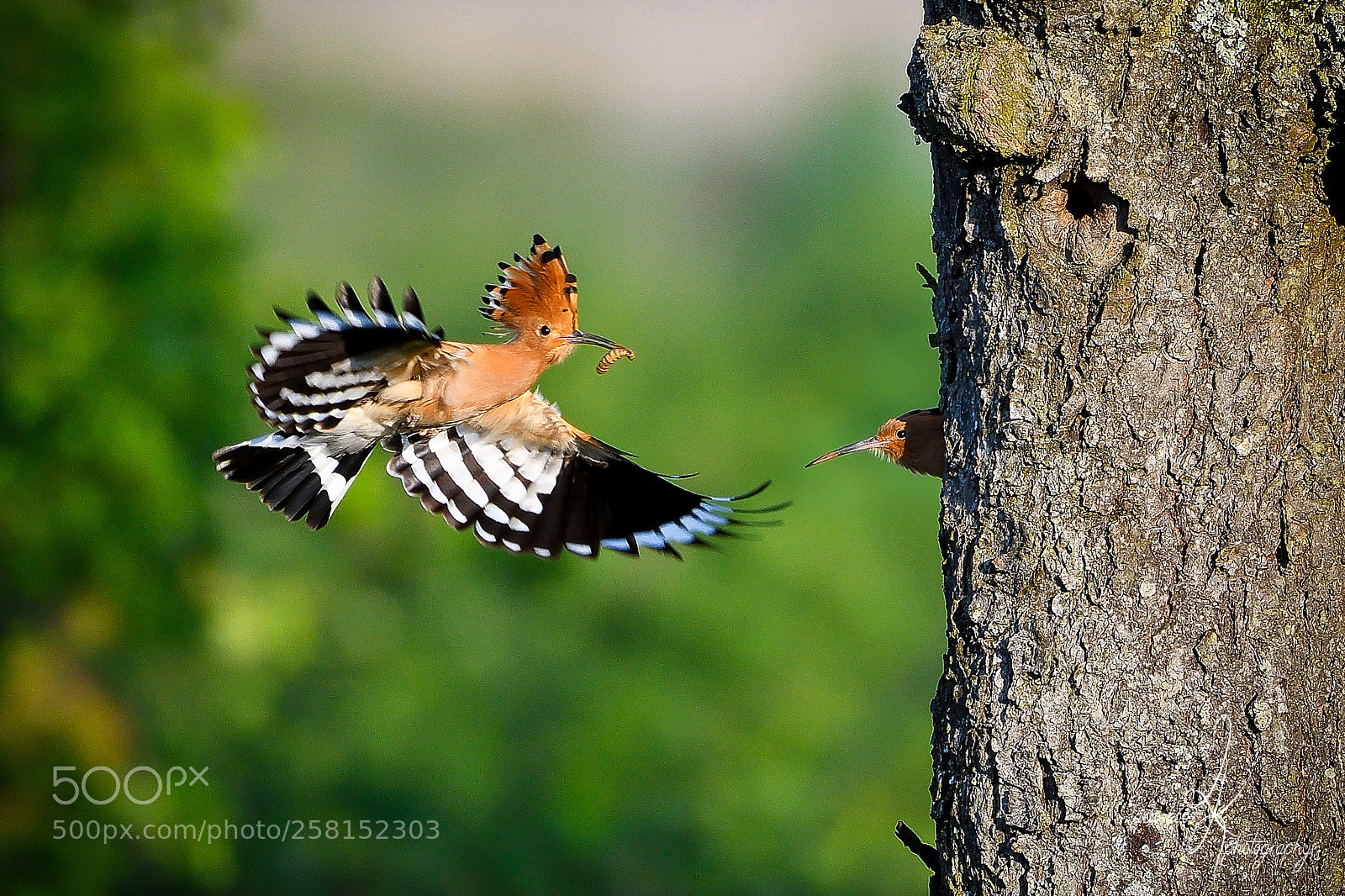 Nikon D500 sample photo. Hoopoe photography