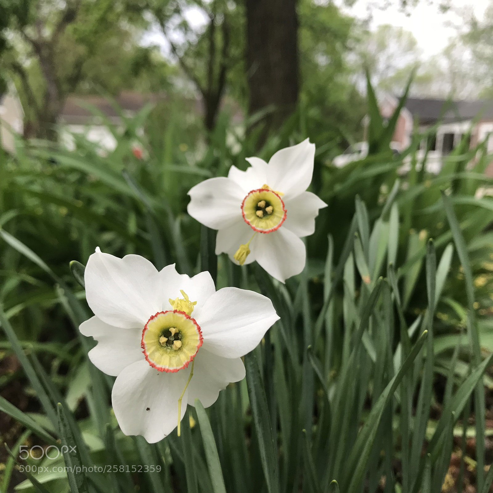 Apple iPhone 7 sample photo. Mini daffodils! photography