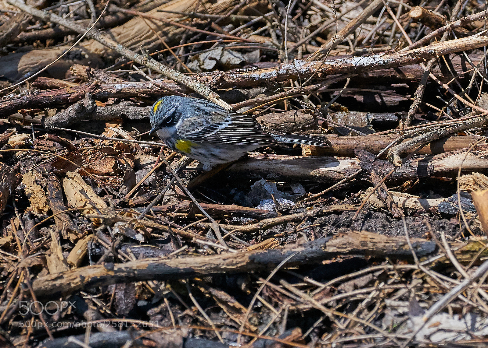 Sony a7R II sample photo. Yellow-rump warbler photography