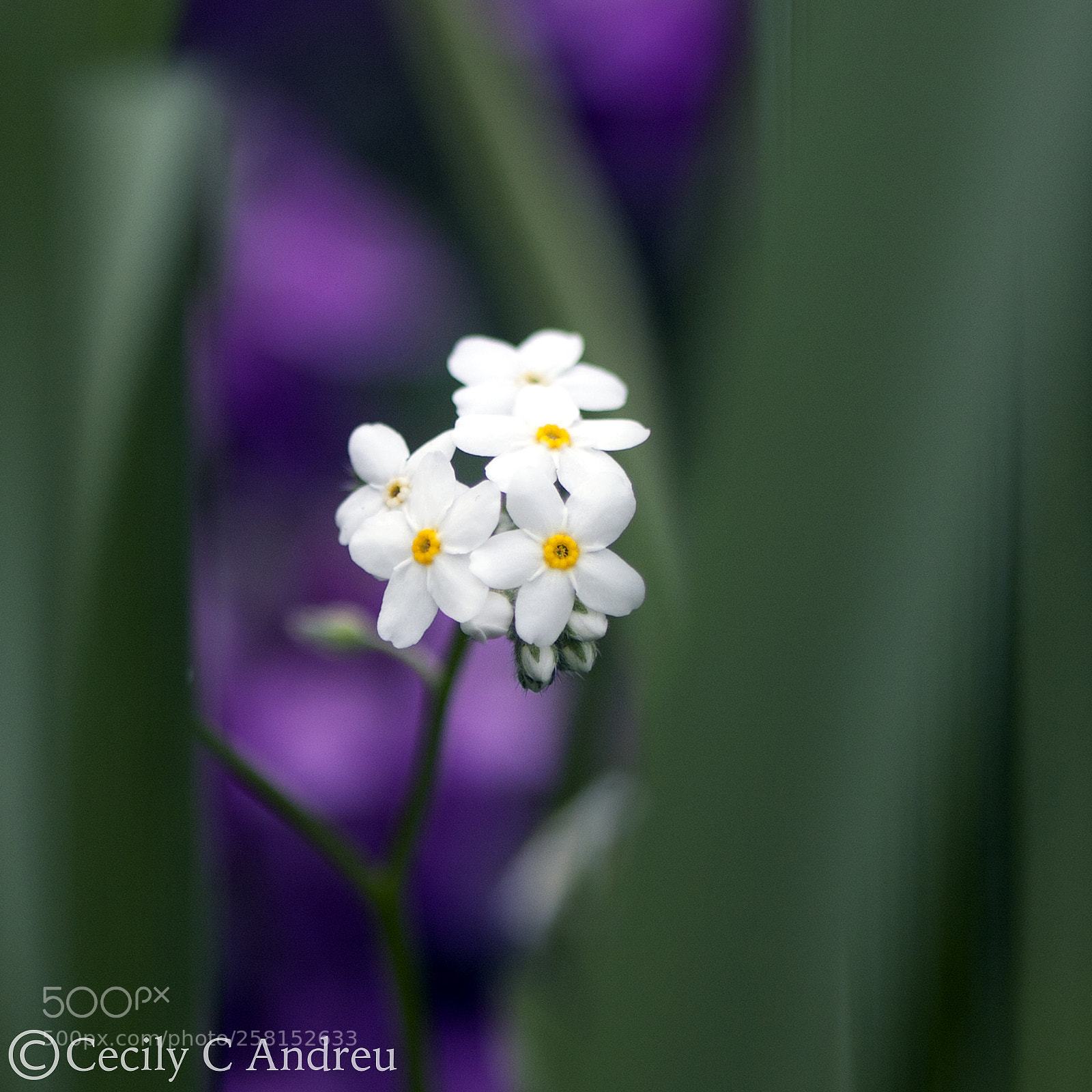 Canon EOS 40D sample photo. I see you photography