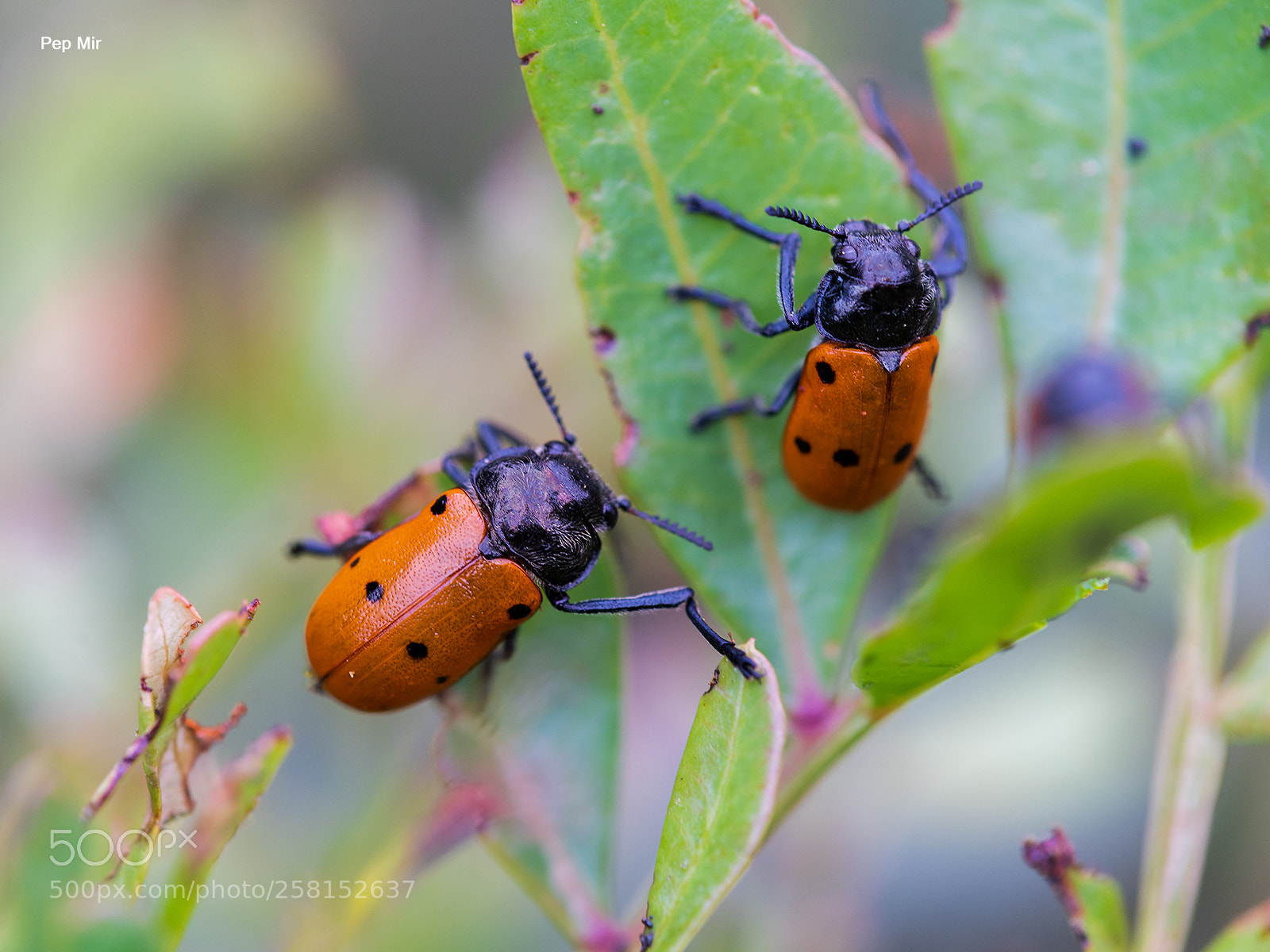Sony a99 II sample photo. Mariquita photography