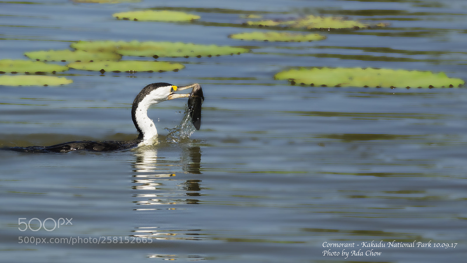 Sony Cyber-shot DSC-RX10 III sample photo. Cormorant photography