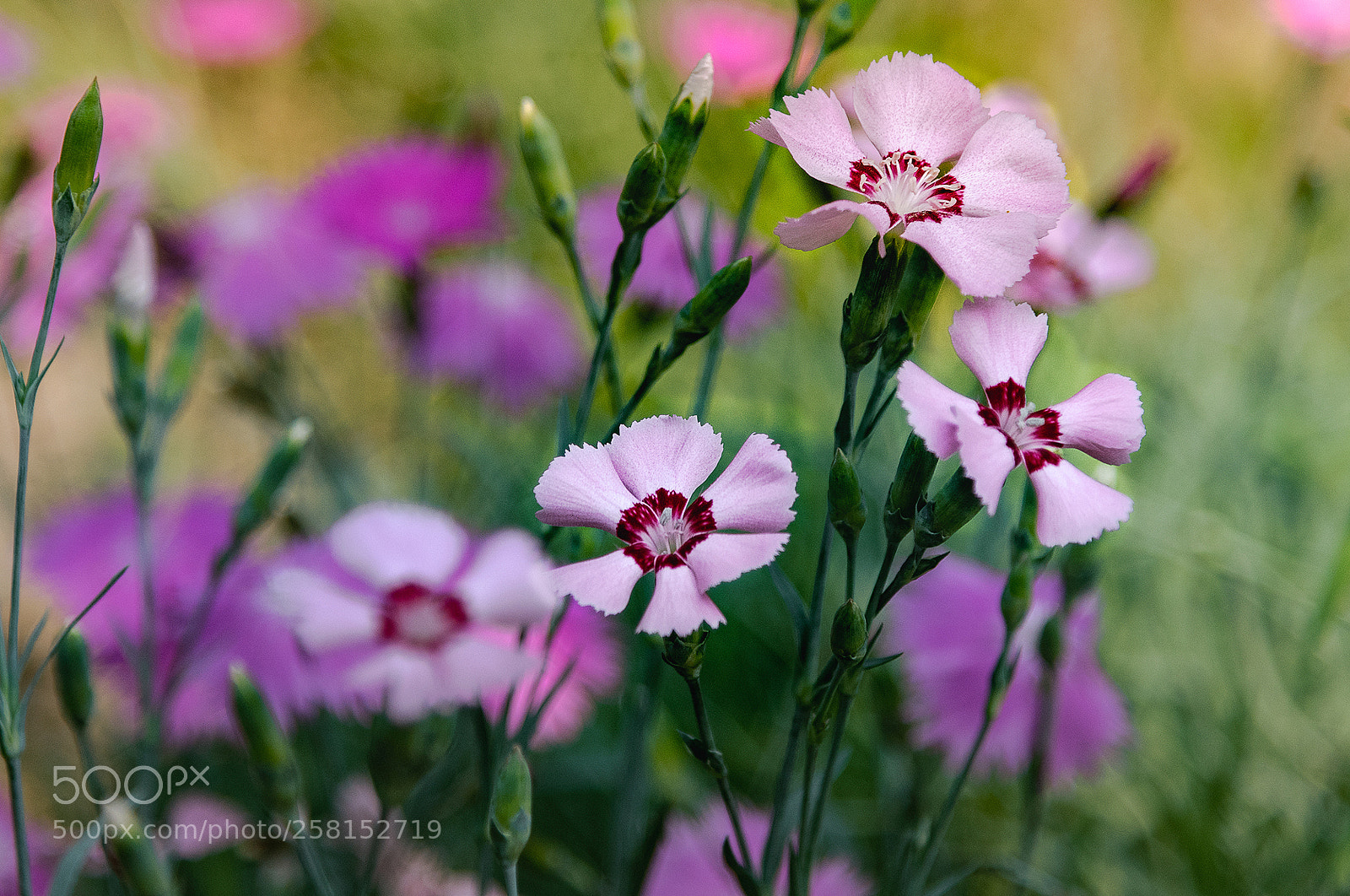 Nikon D810 sample photo. Untitled photography