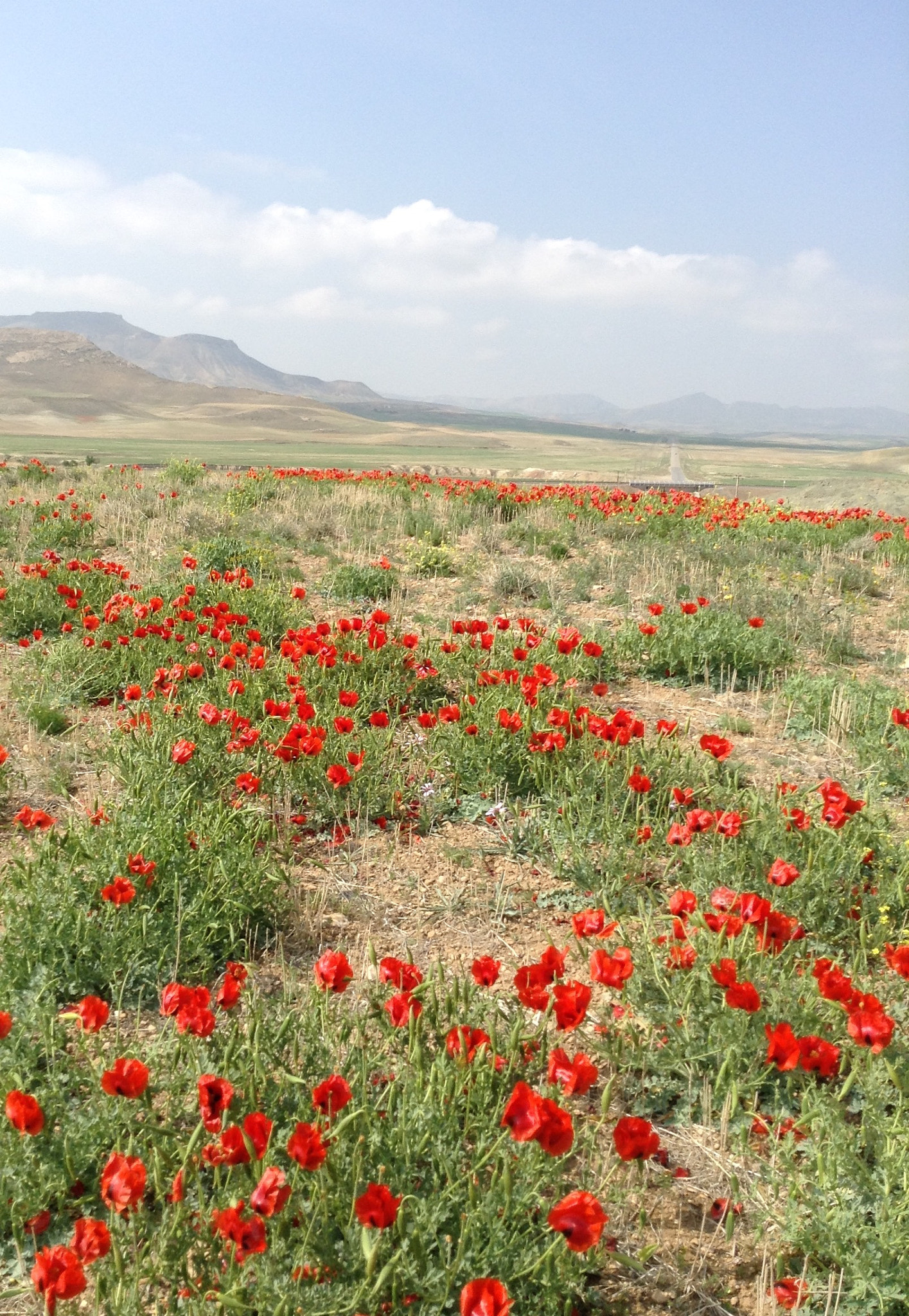 Apple iPad mini sample photo. Corn poppy field photography