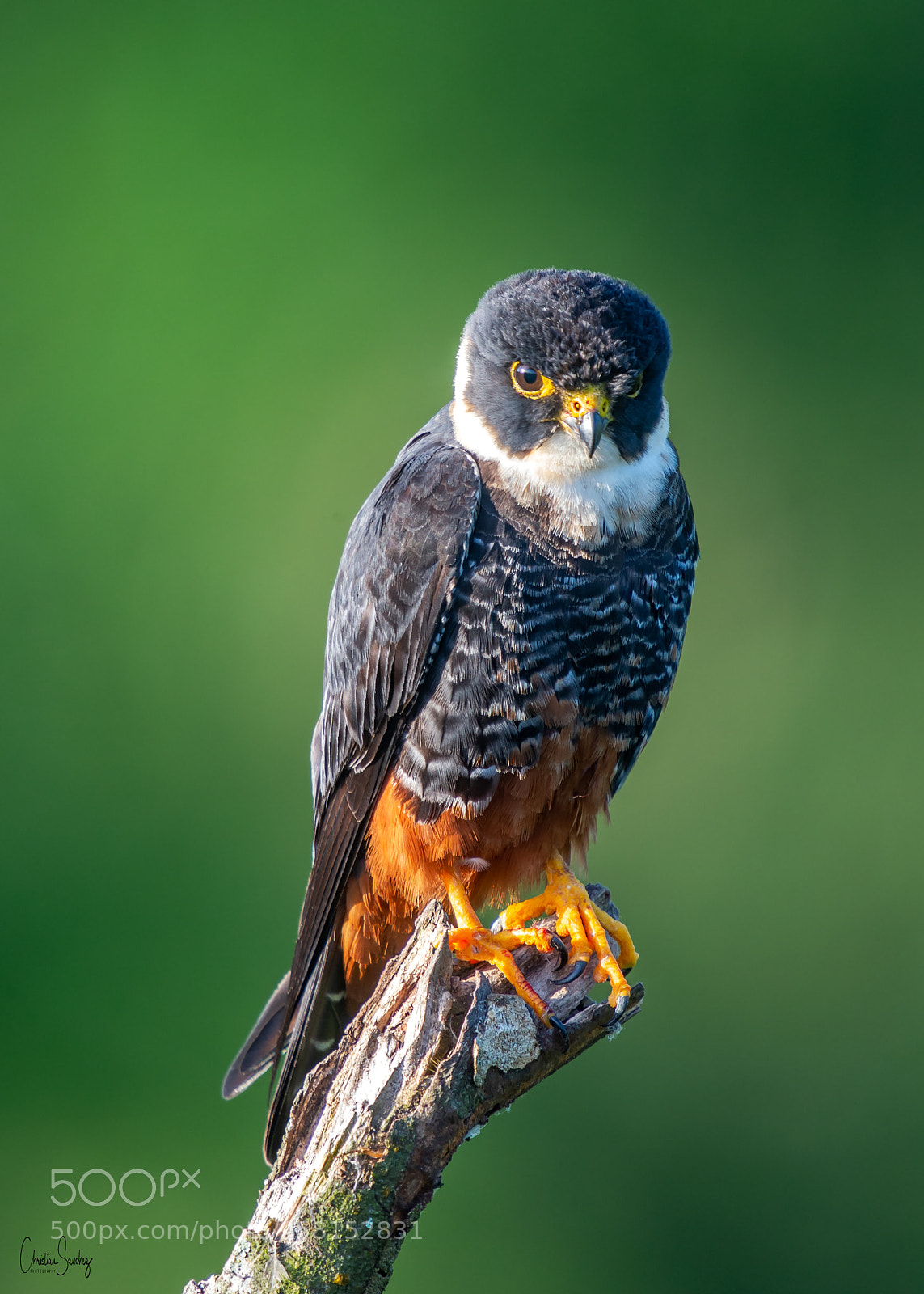 Nikon D4 sample photo. Bat falcon photography