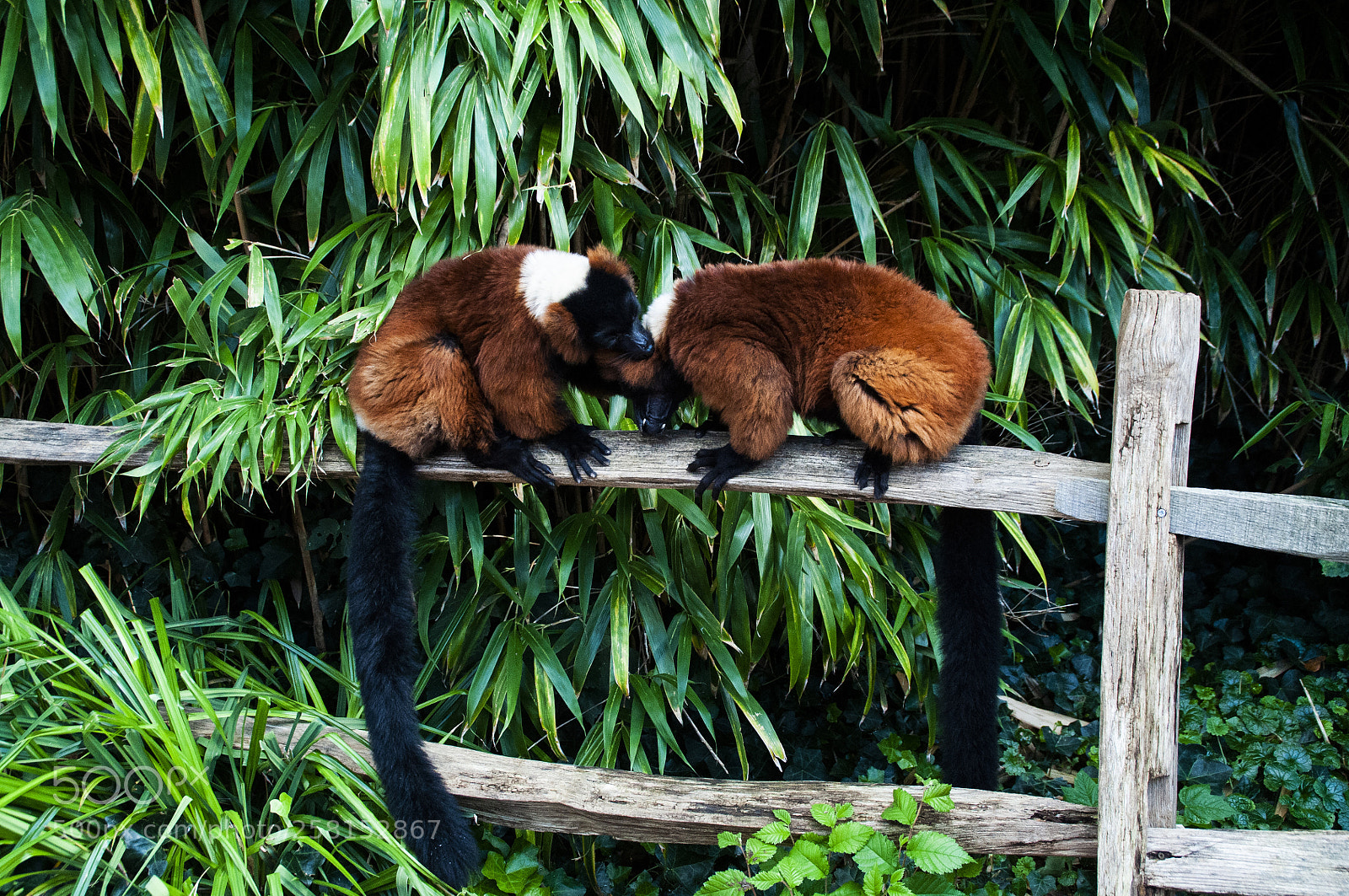 Nikon D5000 sample photo. Somethings animals in zoo photography