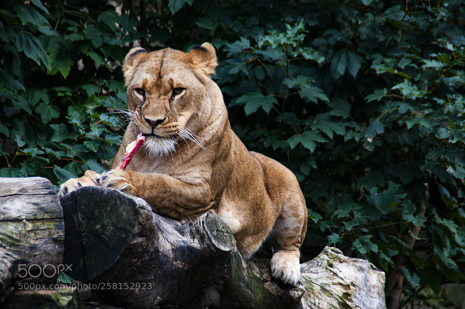 Nikon D5000 sample photo. Somethings animals in zoo photography