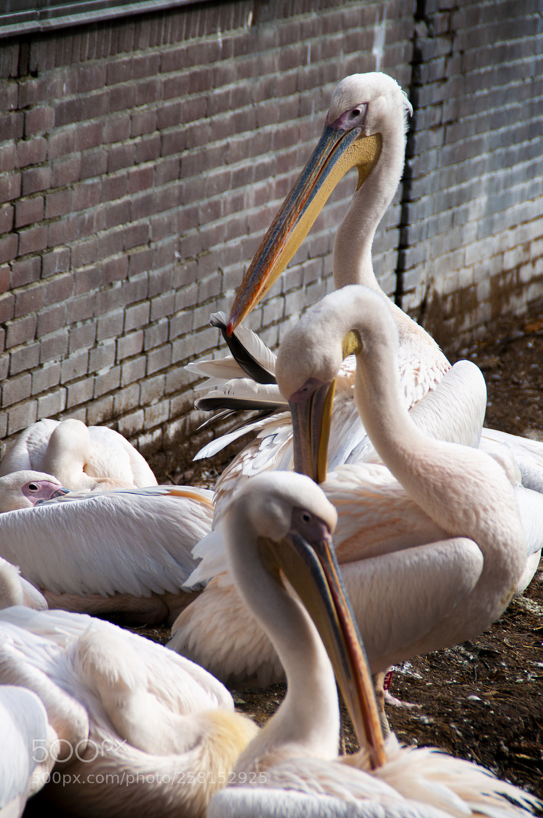 Nikon D5000 sample photo. Somethings animals in zoo photography