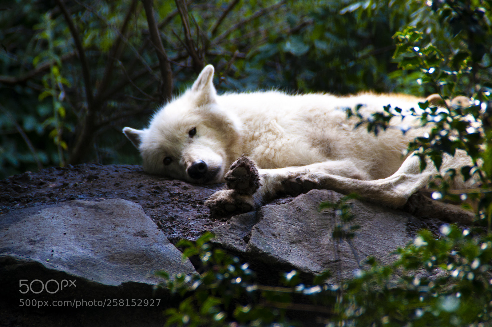 Nikon D5000 sample photo. Somethings animals in zoo photography