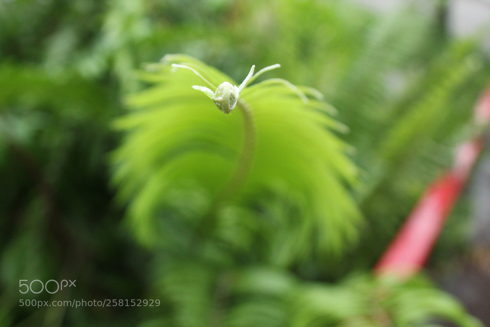 Canon EOS 1300D (EOS Rebel T6 / EOS Kiss X80) sample photo. I am a dragon photography