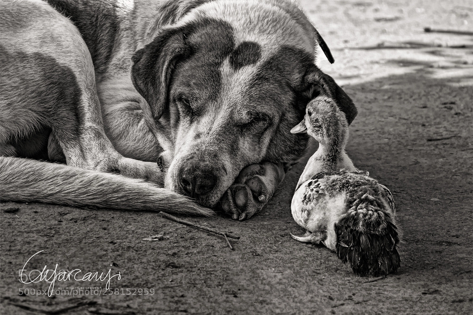 Nikon D7200 sample photo. The conversation photography