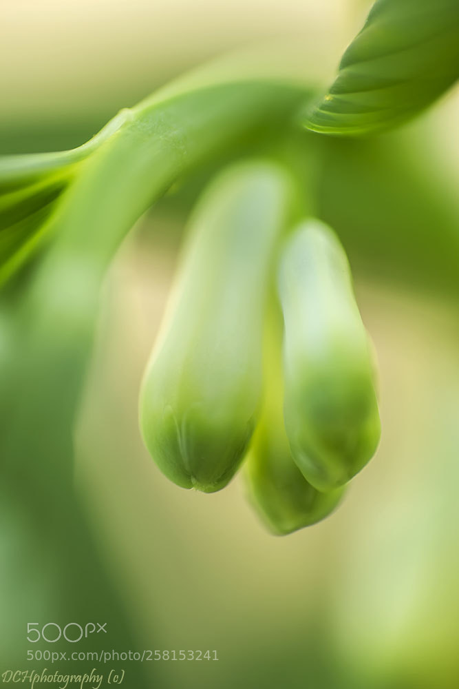 Canon EOS 650D (EOS Rebel T4i / EOS Kiss X6i) sample photo. Solomon's seal photography