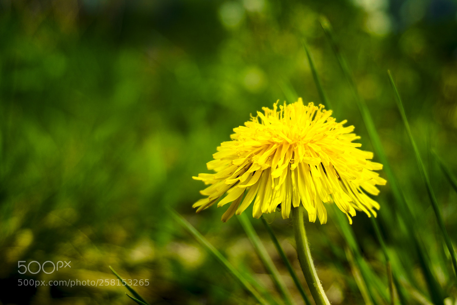 Sony a6000 sample photo. Blühender löwenzahn photography