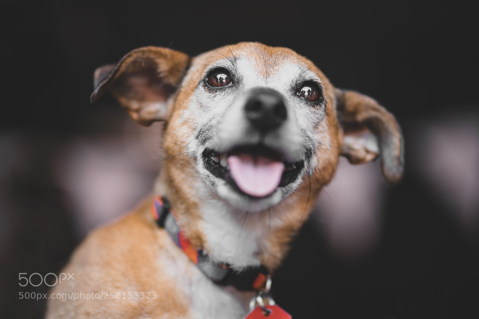 Sony a7R II sample photo. Smiles photography