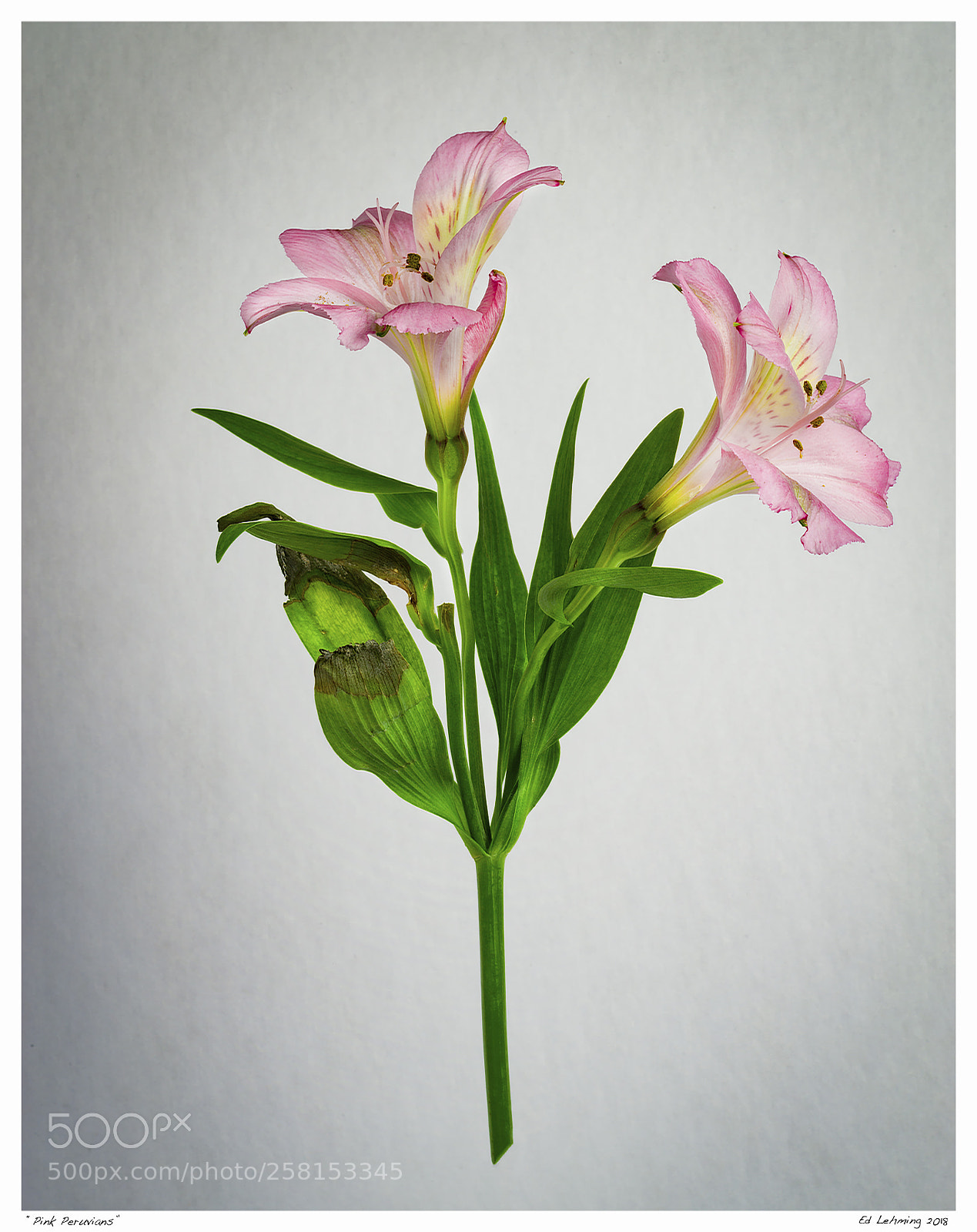 Nikon D800 sample photo. Pink peruvians photography