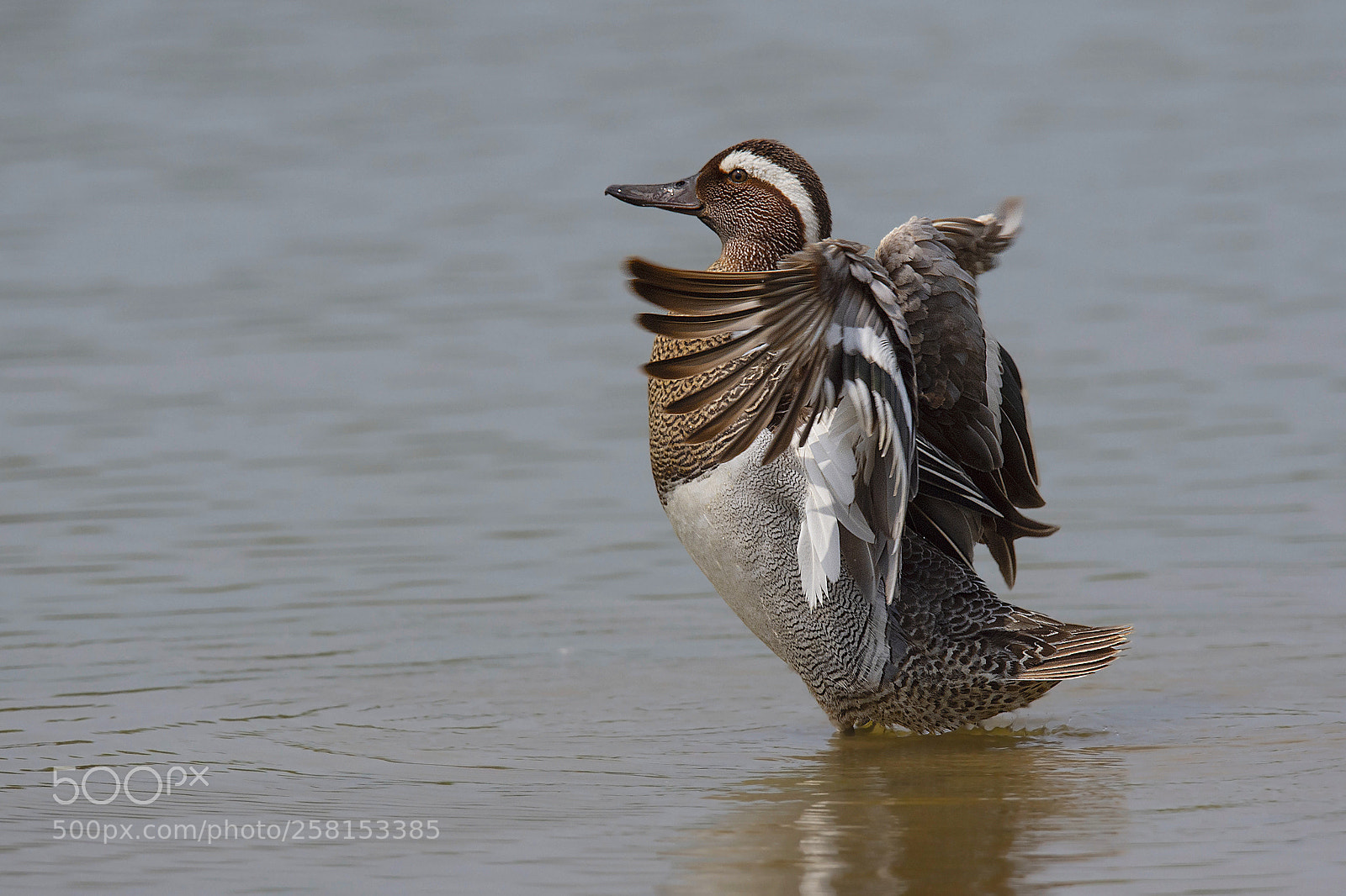 Nikon D7200 sample photo. Marzaiola maschio - garganey photography