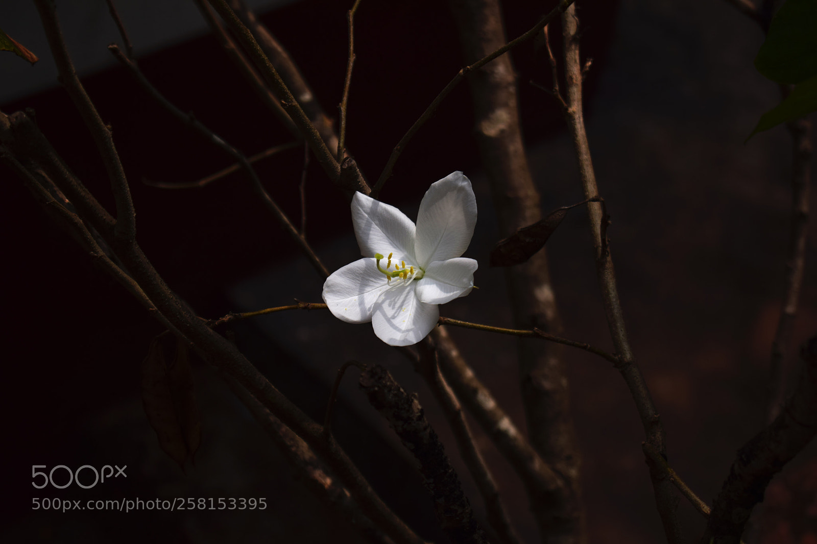 Nikon D3300 sample photo. Hope photography