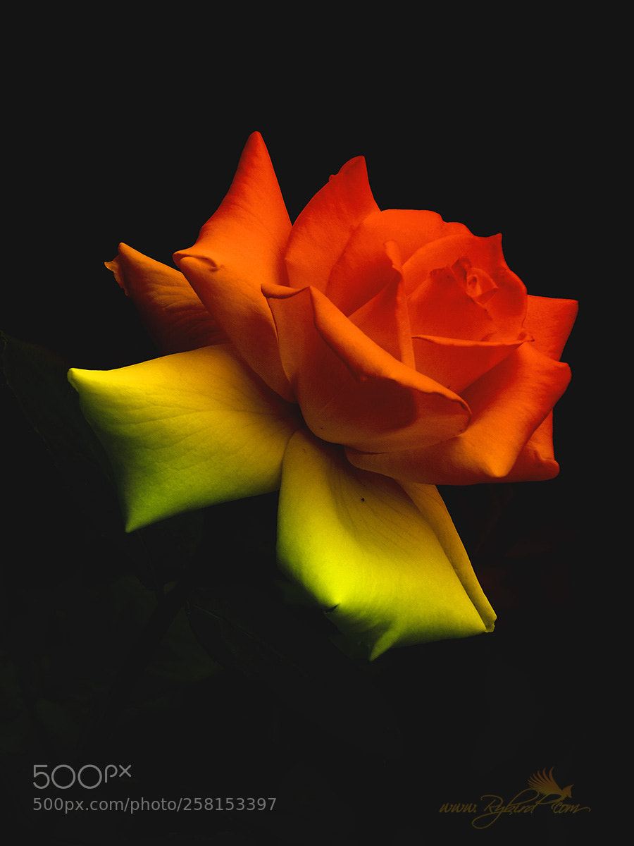 Fujifilm FinePix S1 sample photo. Dualtone rose photography