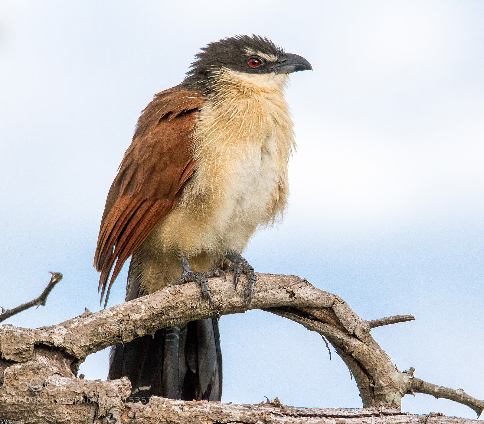 Canon EOS 760D (EOS Rebel T6s / EOS 8000D) sample photo. Burchell's coucal photography