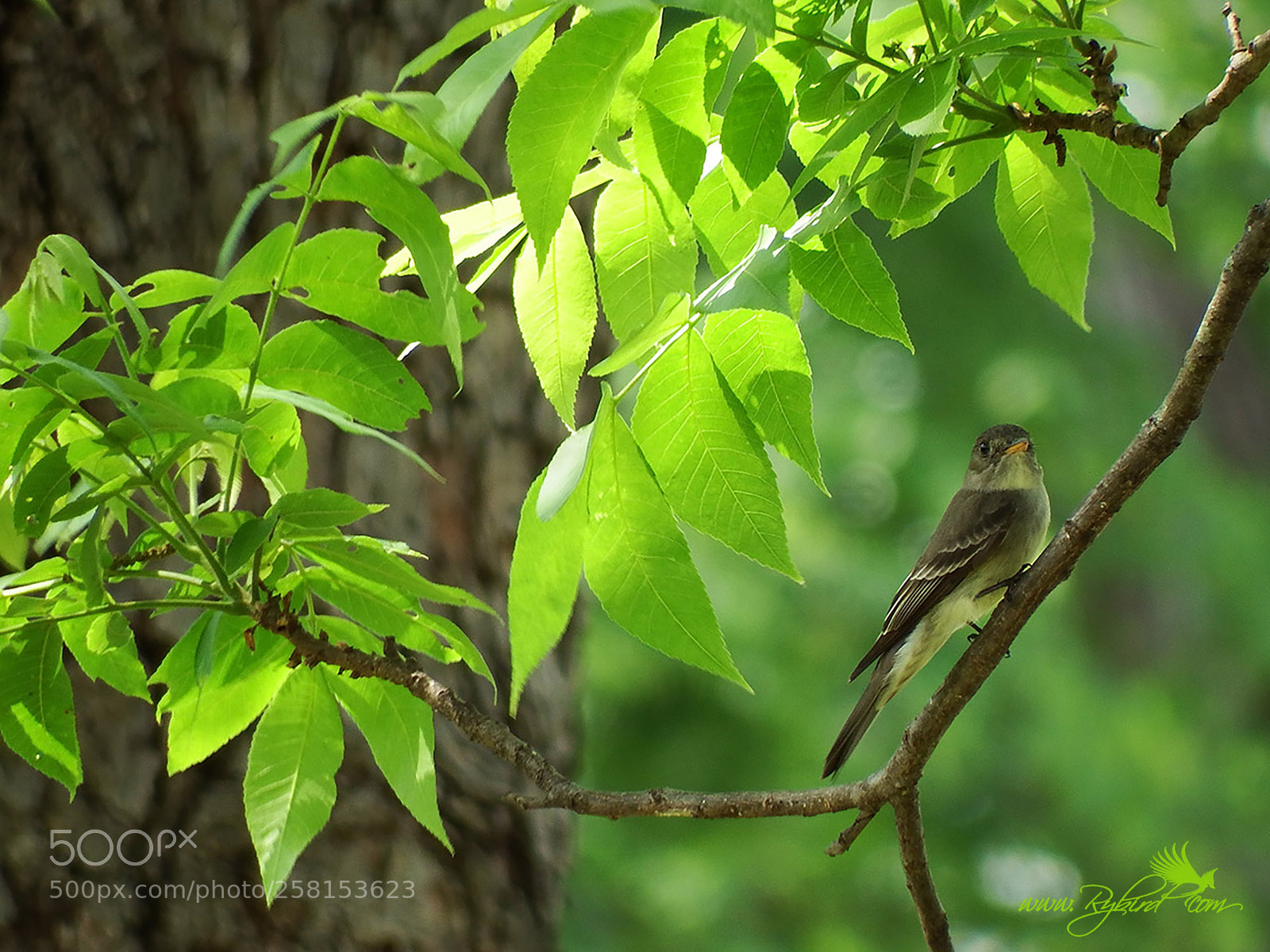 Fujifilm FinePix S1 sample photo. Free ride bird photography
