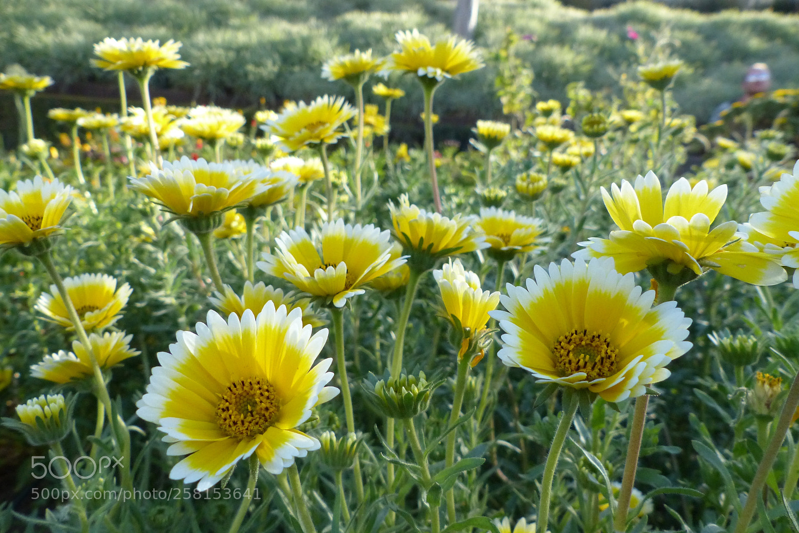 Panasonic Lumix DMC-FZ200 sample photo. Among the daisies photography