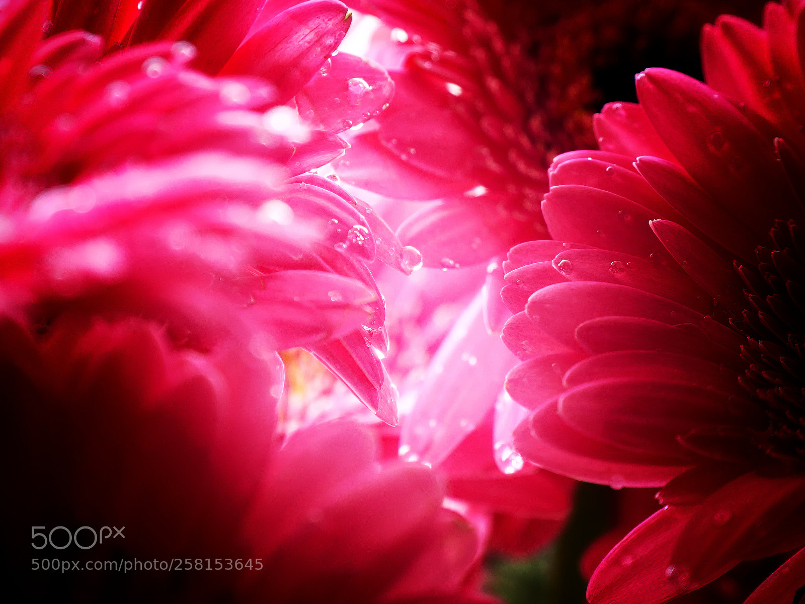 Panasonic Lumix DC-G9 sample photo. Mundo floral! photography