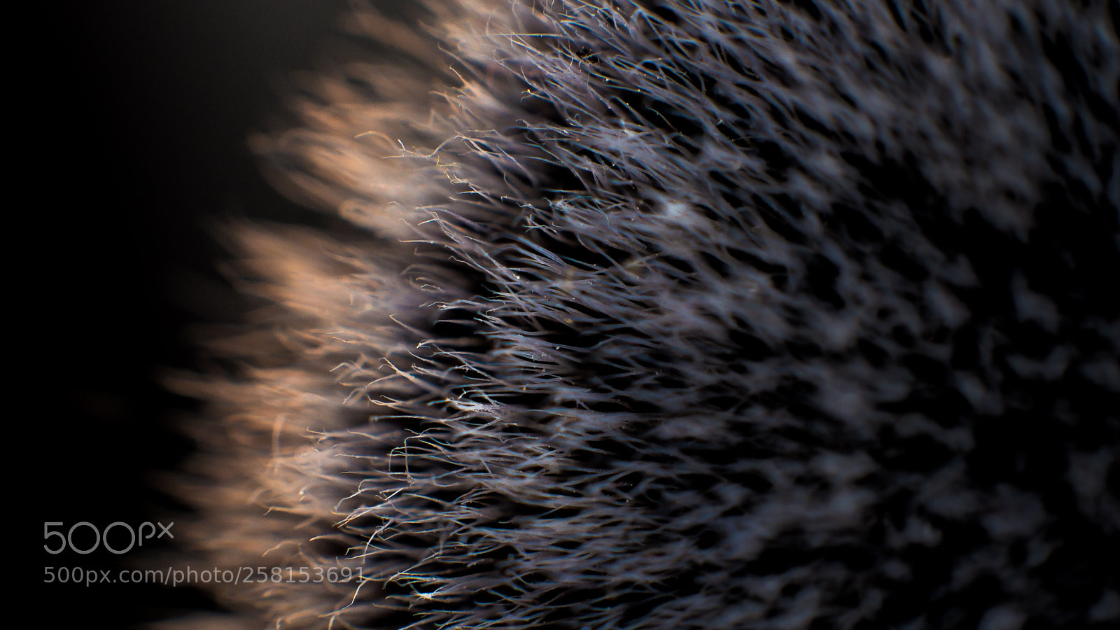 Nikon D610 sample photo. Fluffy  photography