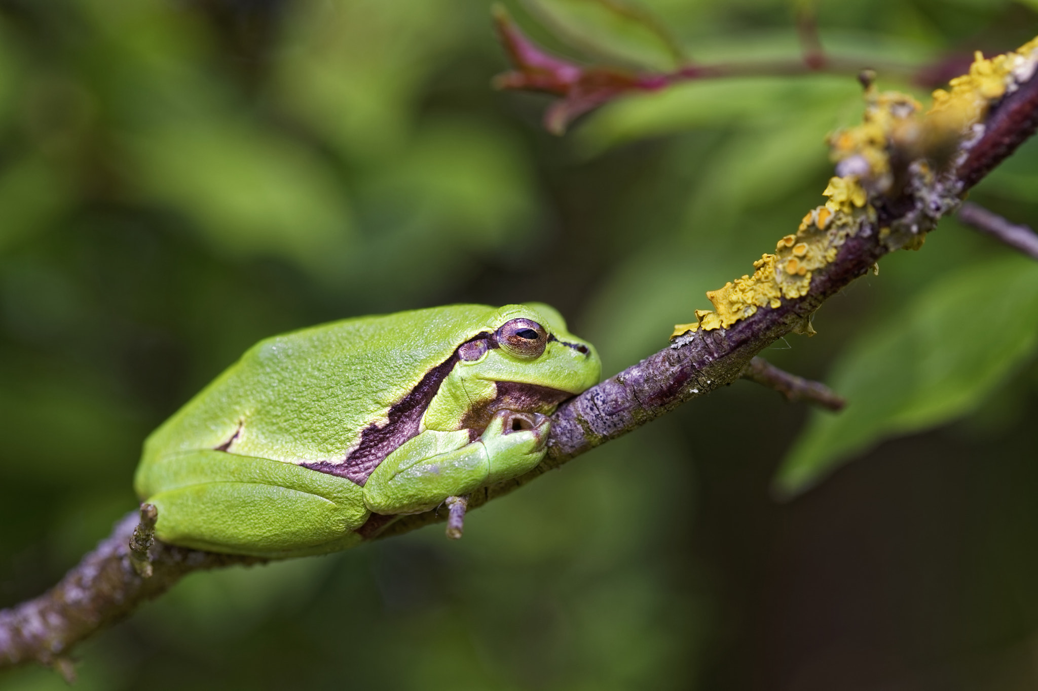 Canon EF 100mm F2.8L Macro IS USM sample photo. Green mind photography