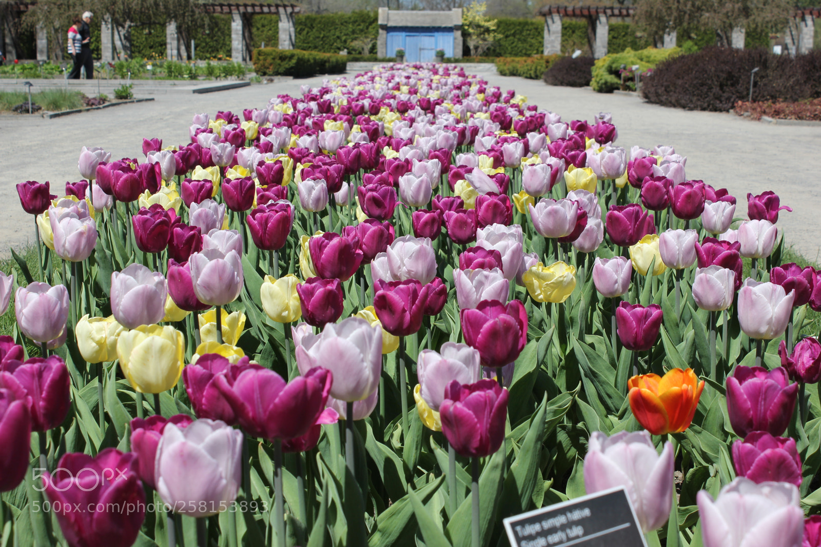 Canon EOS 550D (EOS Rebel T2i / EOS Kiss X4) sample photo. Tulips montreal botanical gardens photography