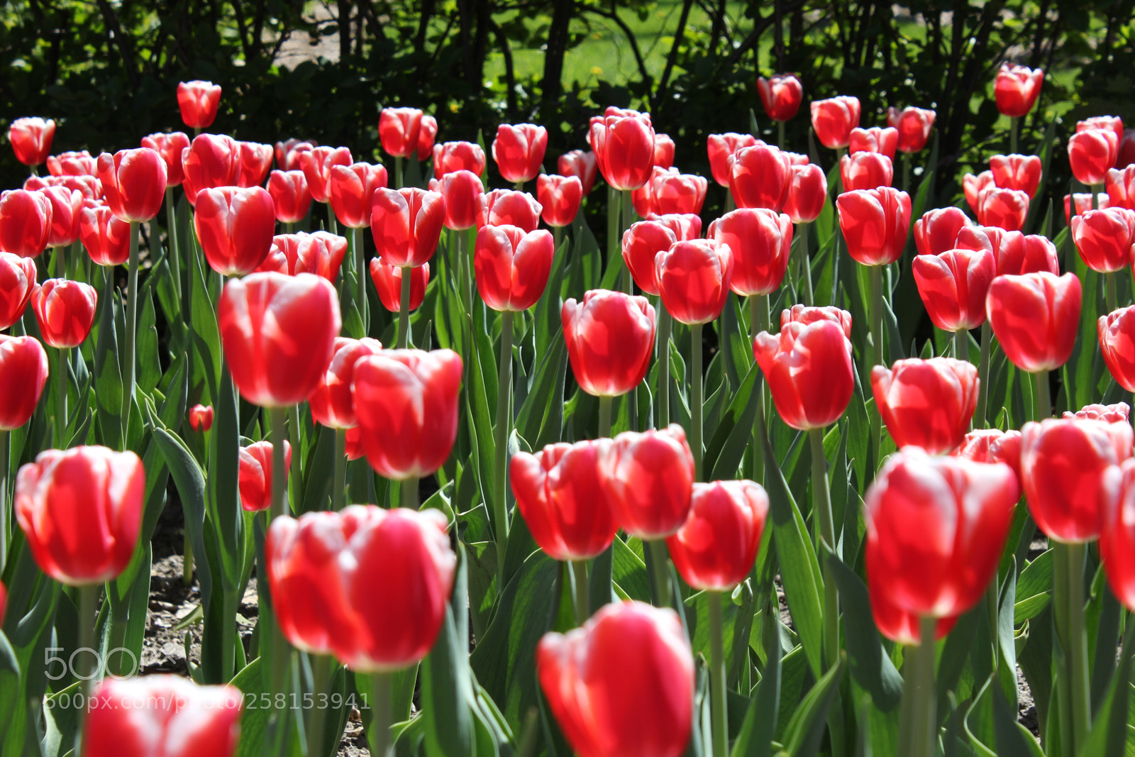 Canon EOS 550D (EOS Rebel T2i / EOS Kiss X4) sample photo. Tulips montreal botanical gardens photography