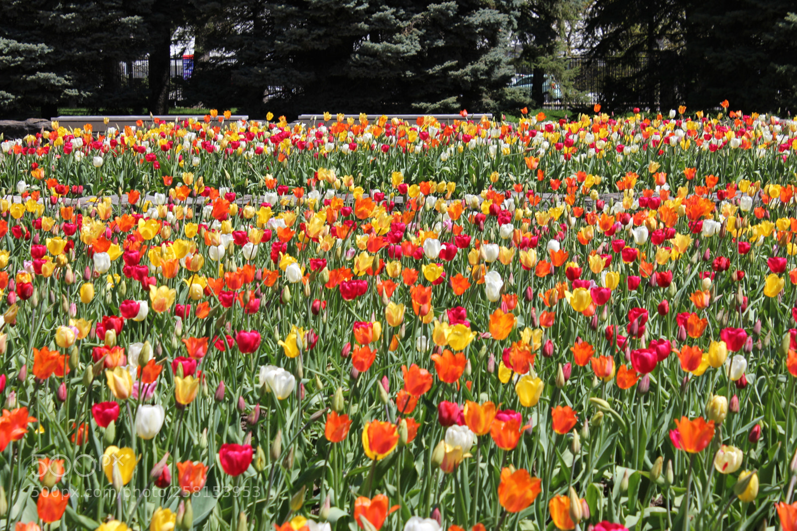 Canon EOS 550D (EOS Rebel T2i / EOS Kiss X4) sample photo. Tulips montreal botanical gardens photography