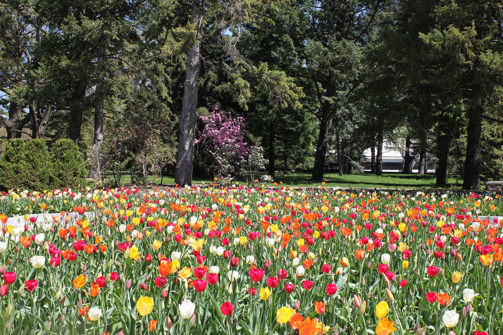 Canon EOS 550D (EOS Rebel T2i / EOS Kiss X4) sample photo. Tulips montreal botanical gardens photography