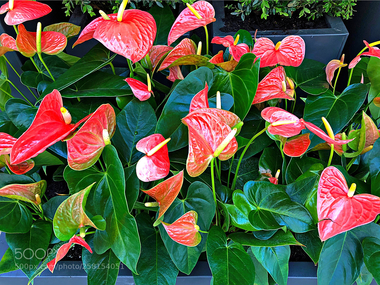 Apple iPhone X sample photo. Flowers photography