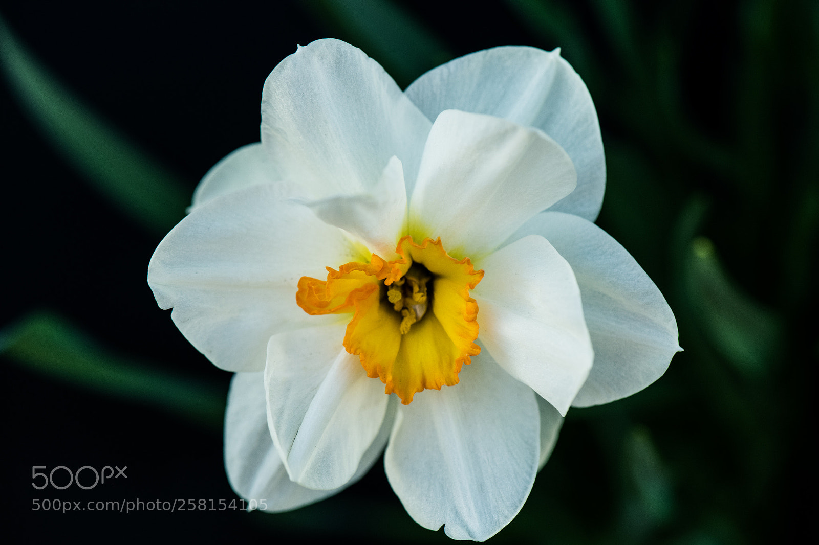 Nikon D850 sample photo. Daffodils photography