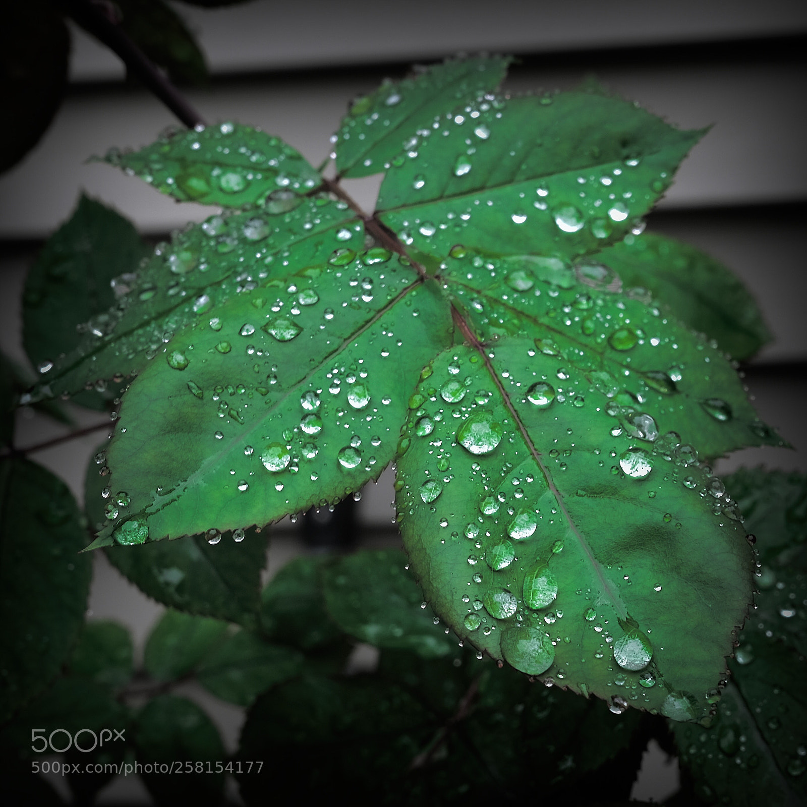Fujifilm X-T2 sample photo. Morning rain on the photography