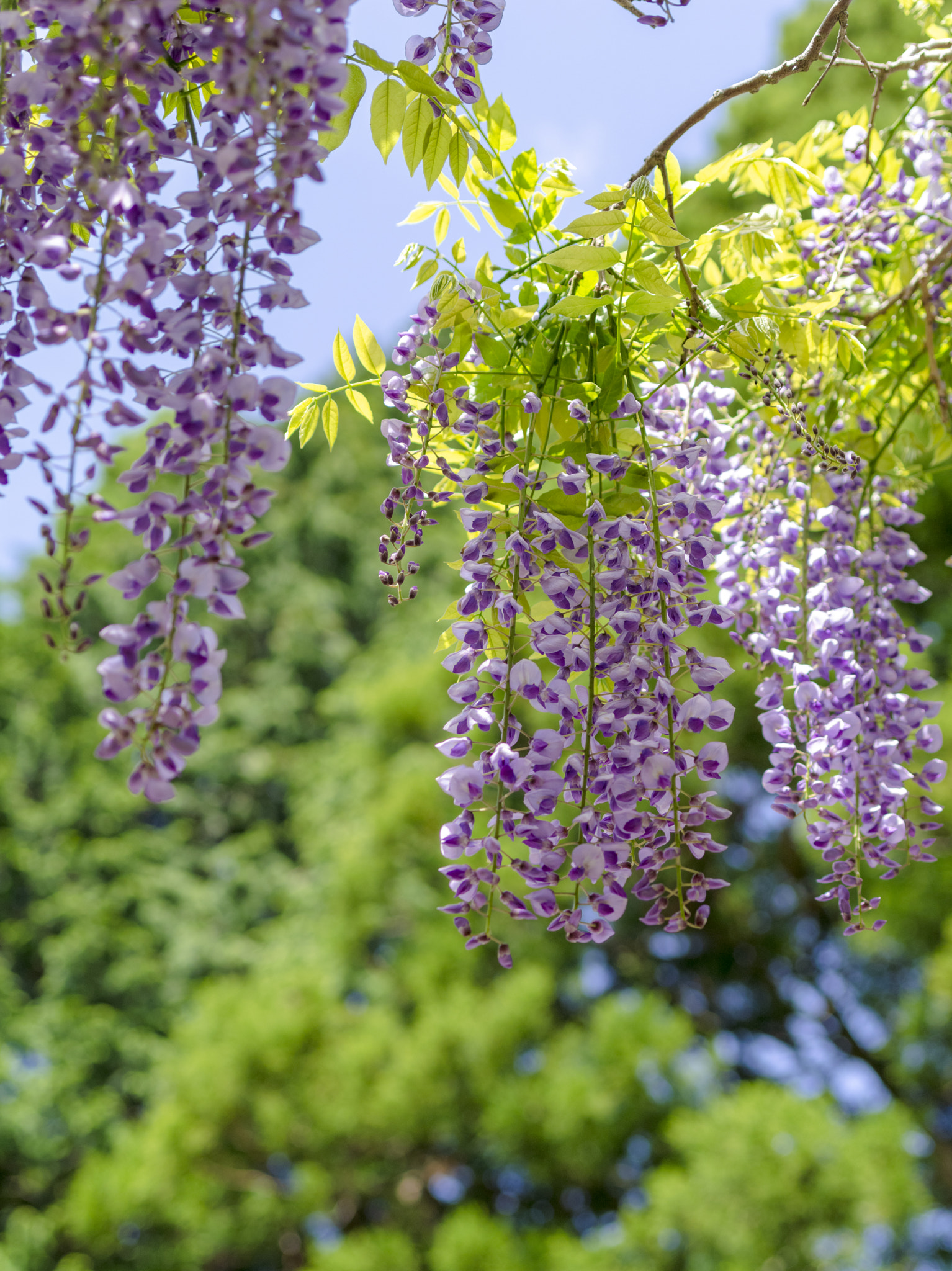 Pentax 645D sample photo. Early summer photography