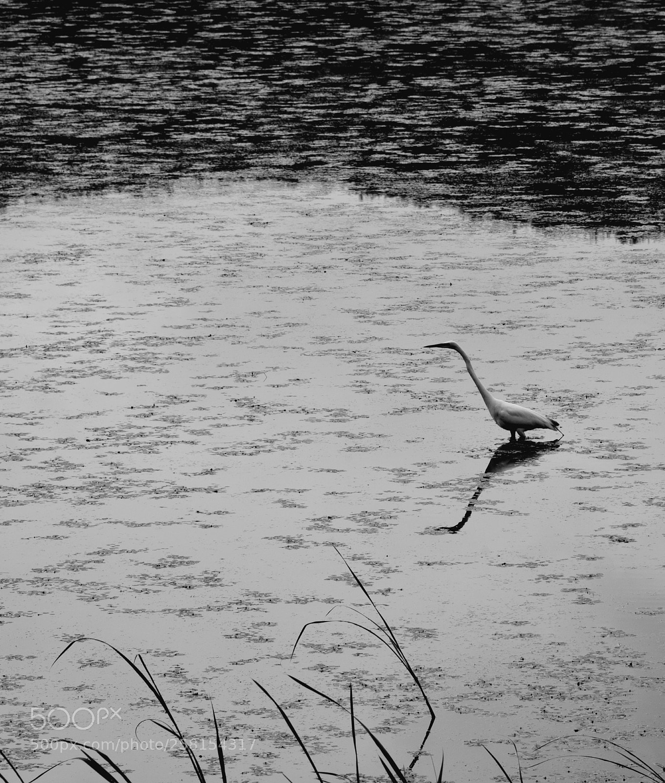 Nikon D750 sample photo. * i'm alone ( ii ) photography