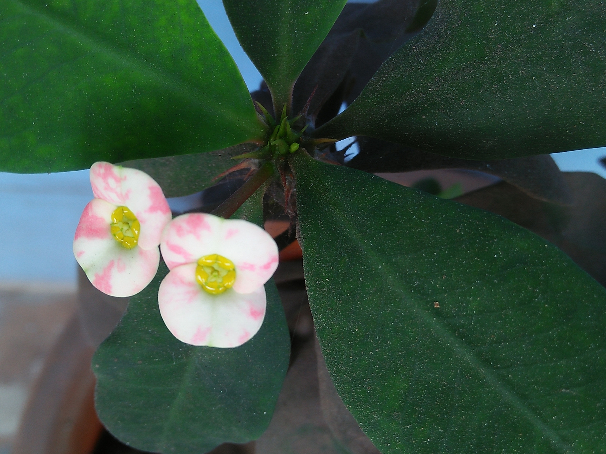 OPPO A37fw-International sample photo. Egg poach flowers photography