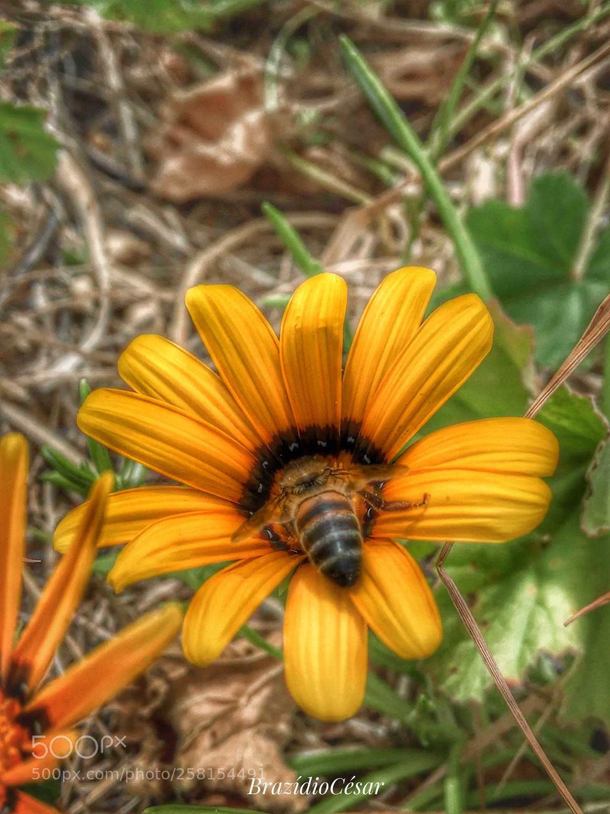 Apple iPhone 6s sample photo. Untitled photography