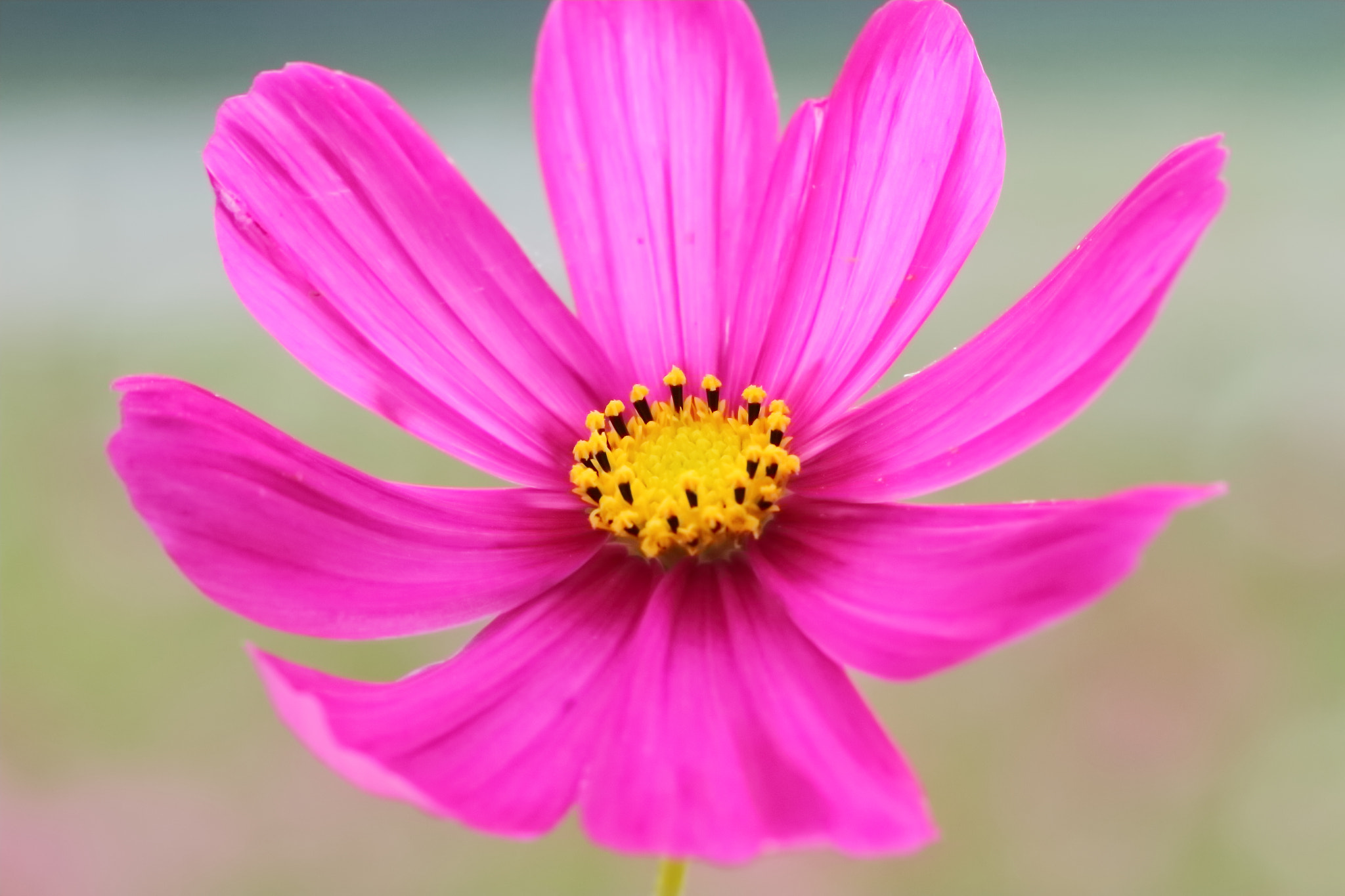 Canon EF 100mm F2.8L Macro IS USM sample photo. 大波斯菊 photography