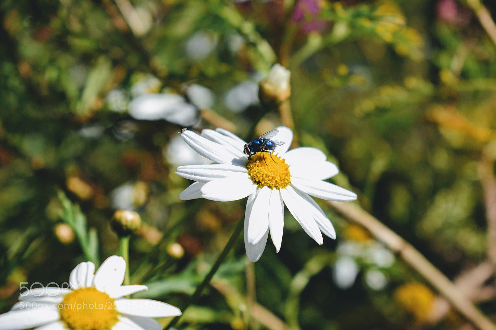 Nikon D3400 sample photo. Pollinating photography