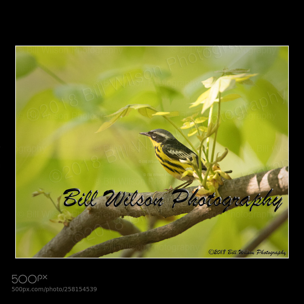 Nikon D500 sample photo. Magnolia warbler photography
