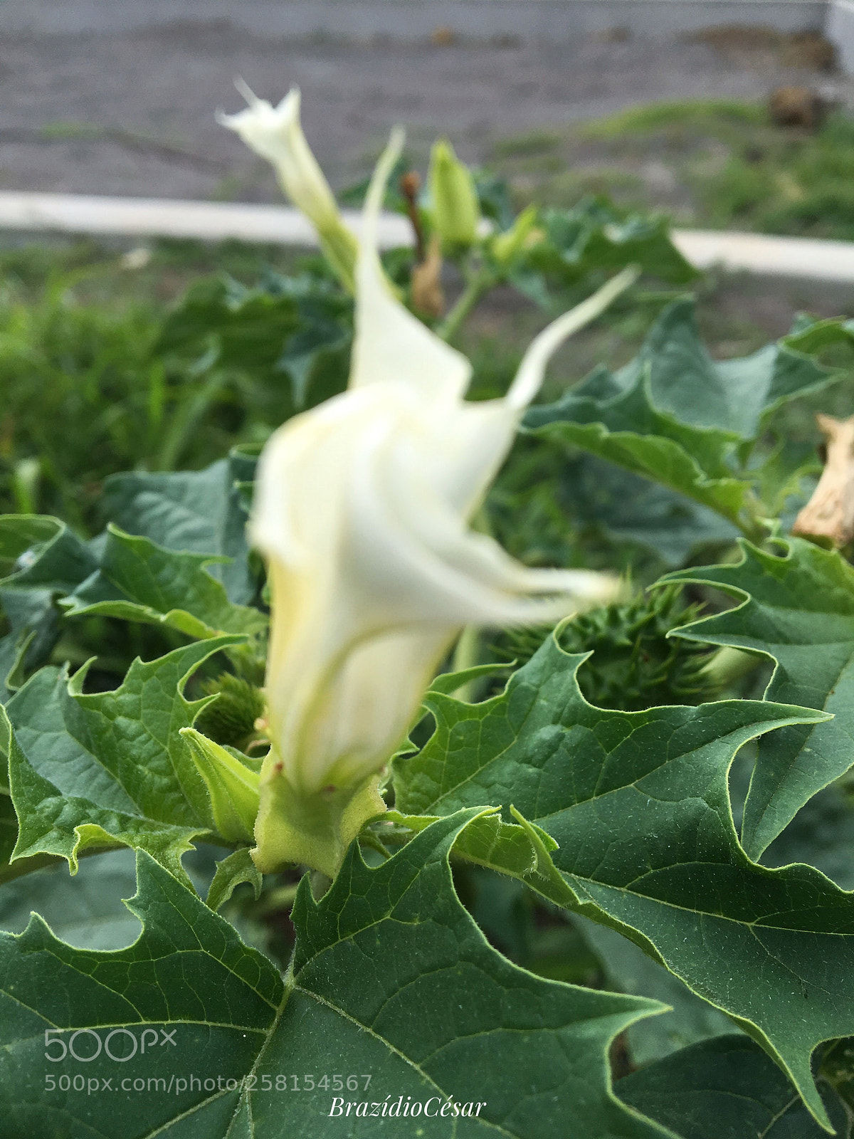 Apple iPhone 6s sample photo. Untitled photography