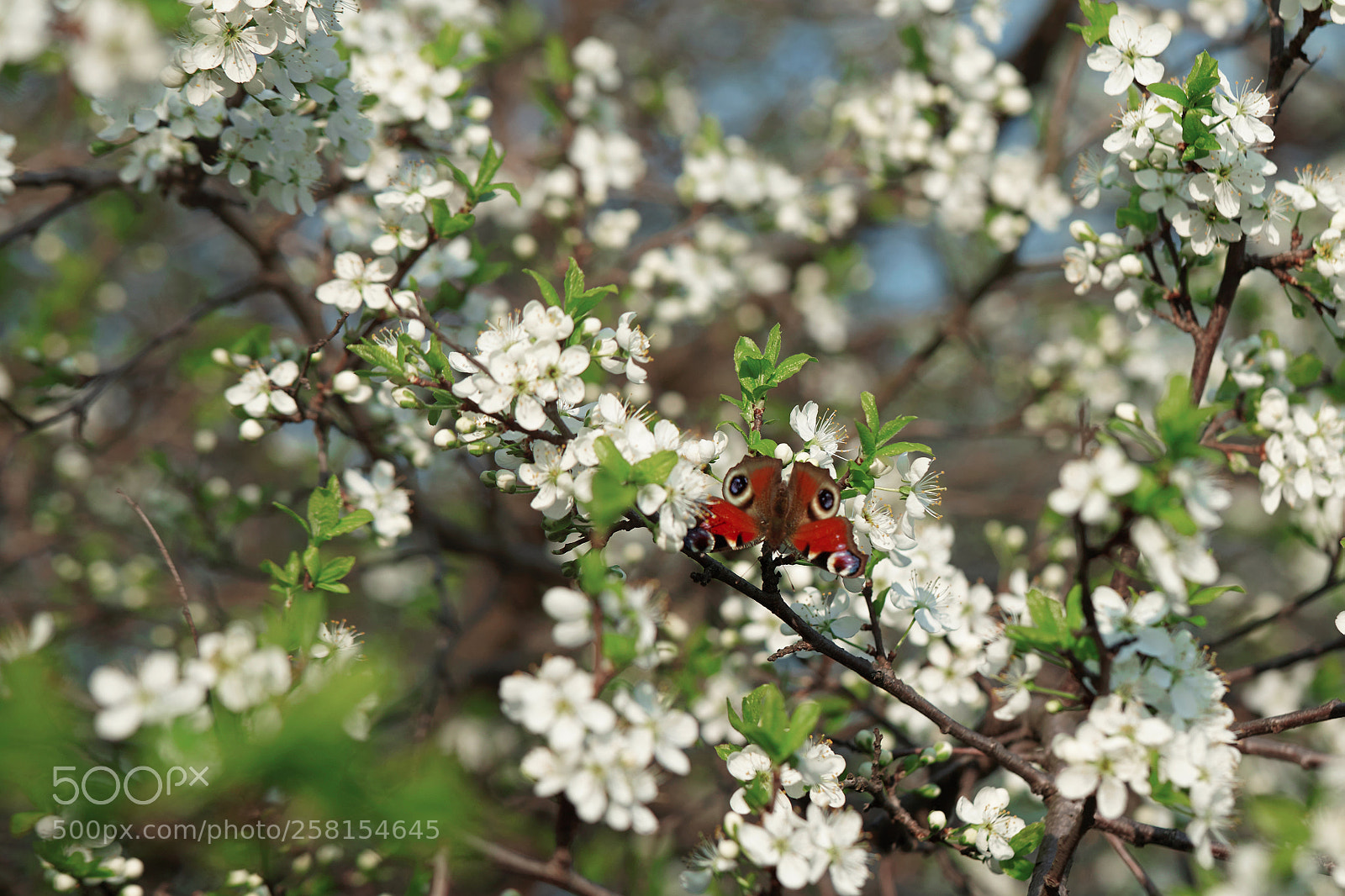 Canon EOS 5D Mark II sample photo. Ulsei photographer elena ukolova photography