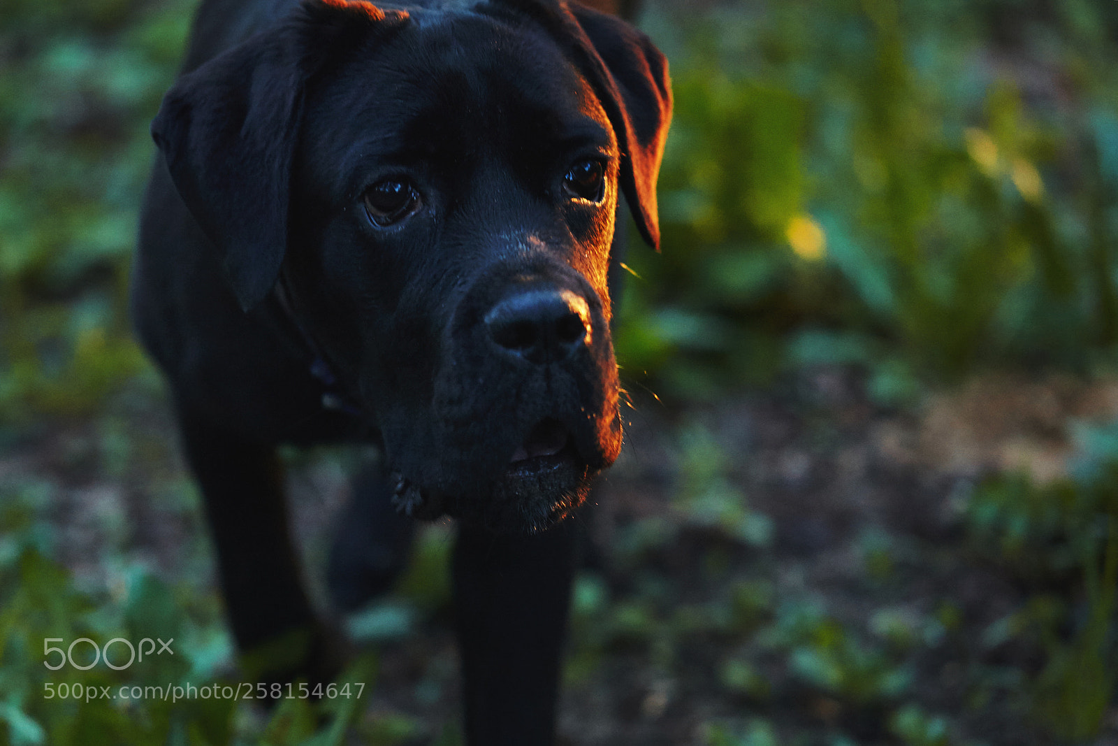 Canon EOS 5D Mark II sample photo. Ulsei photographer elena ukolova photography