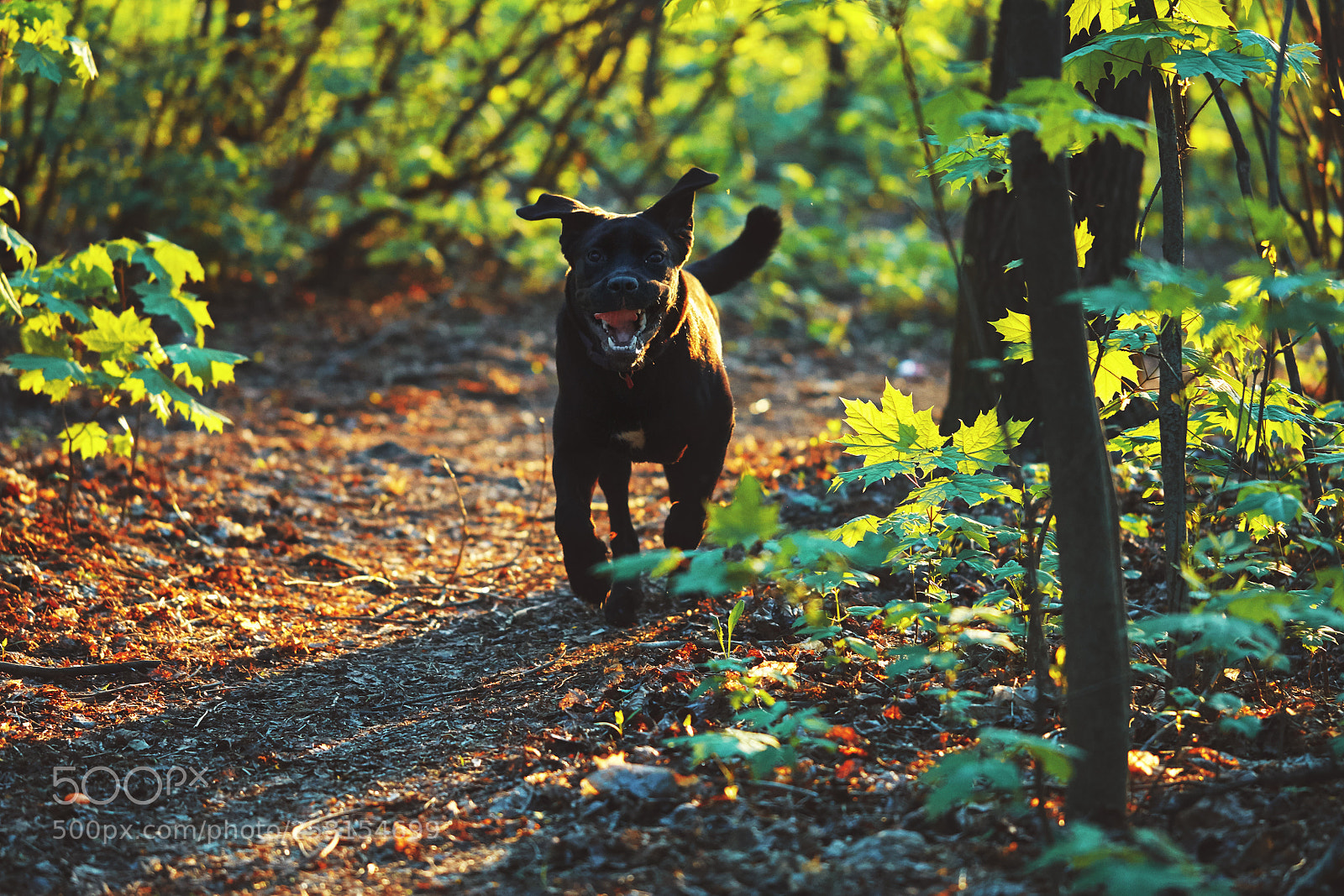 Canon EOS 5D Mark II sample photo. Ulsei photographer elena ukolova photography