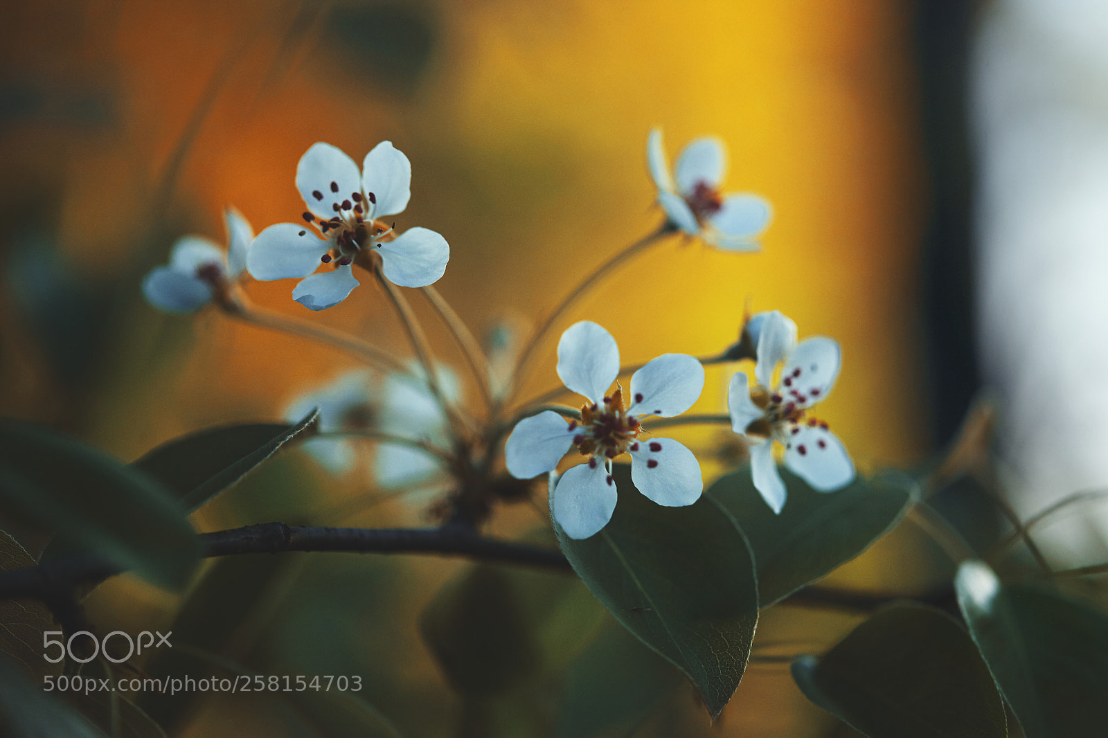 Canon EOS 5D Mark II sample photo. Ulsei photographer elena ukolova photography