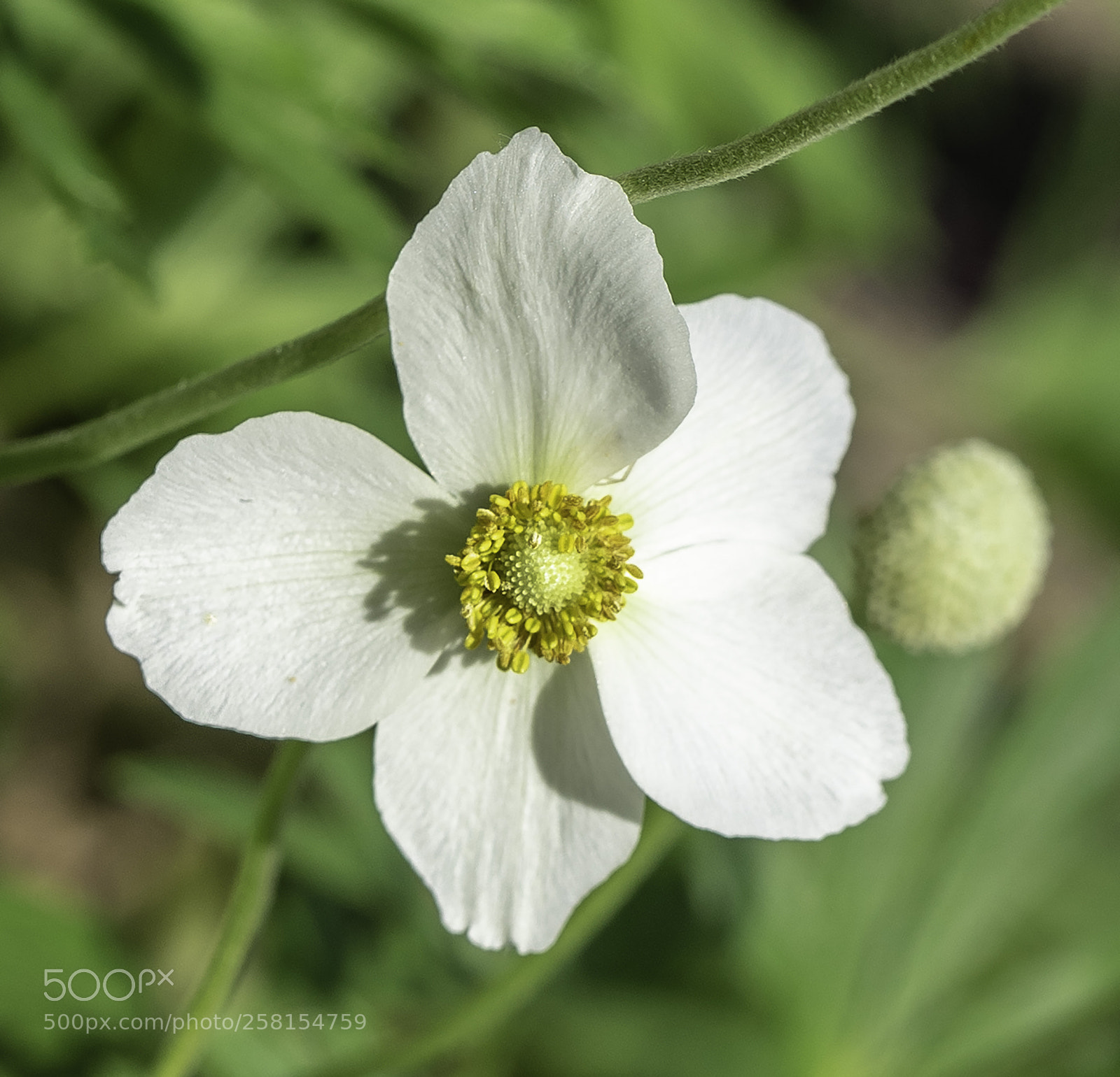Sony a7 sample photo. Anemone photography